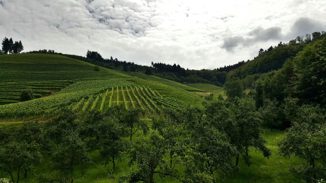 C360_2016-07-09-11-51-31-108_resized