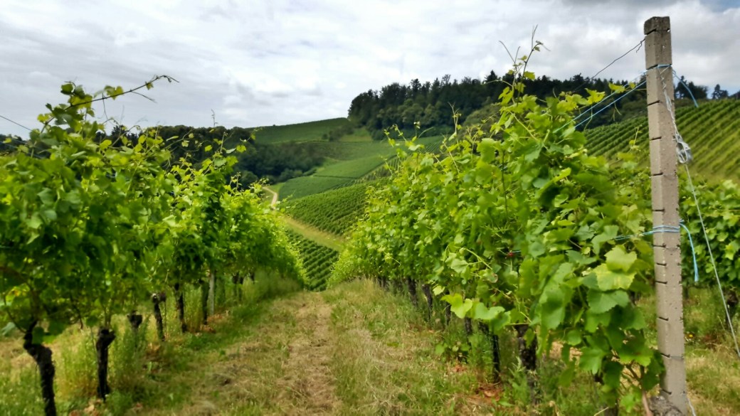 C360_2016-07-09-12-06-49-125_resized