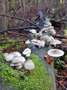 c360_2016-10-29-11-20-46-201