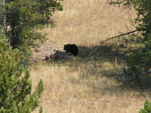 MINOLTA DIGITAL CAMERA