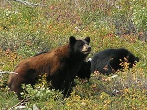 MINOLTA DIGITAL CAMERA