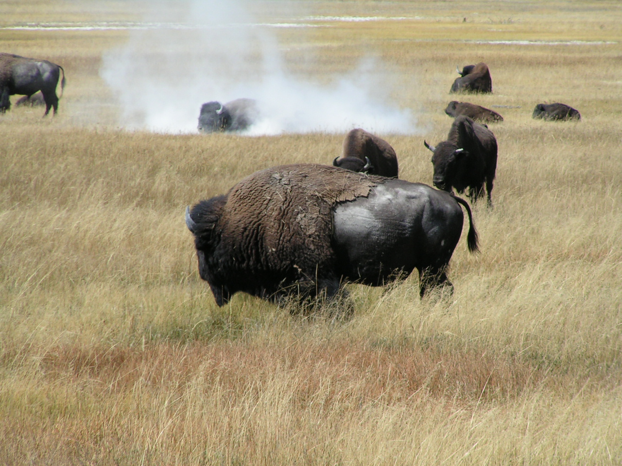 MINOLTA DIGITAL CAMERA