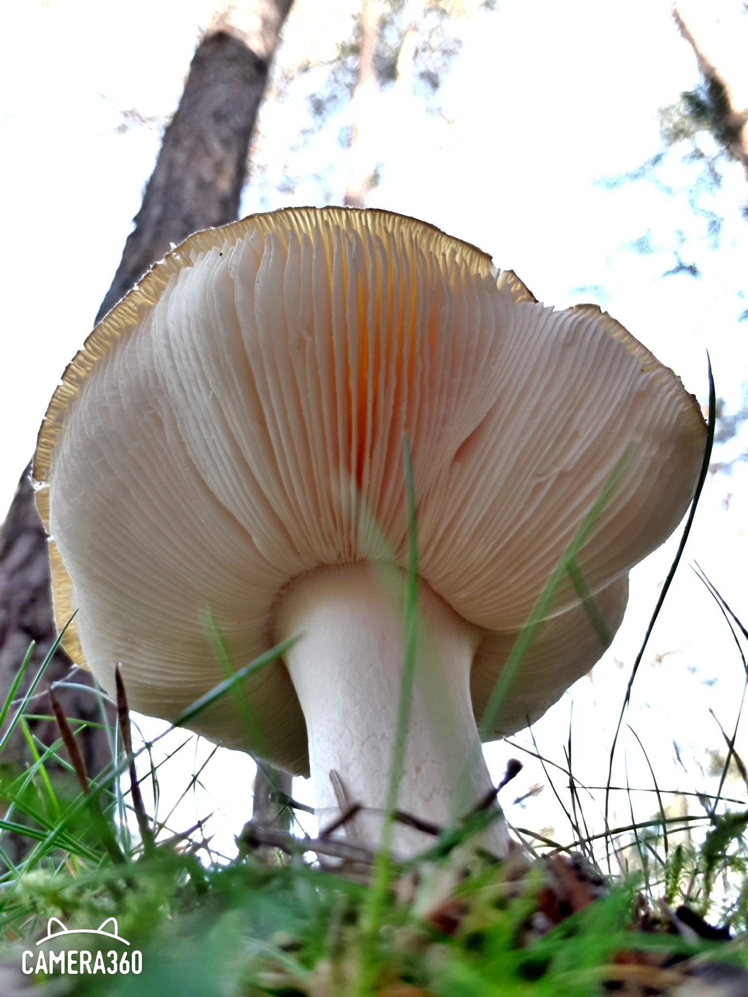 C360_2018-10-13-11-11-36-527